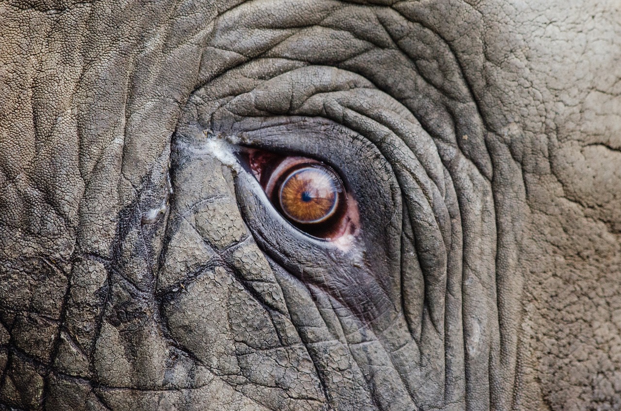 The Mystique of Thailand's Festival of the White Elephant